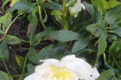 Christrose-2