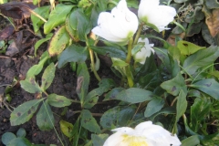 Christrose-2014