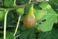 Feige-2