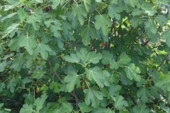 Feige-4