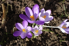 Krokusse-2