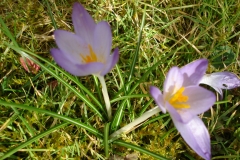 Krokusse-2014