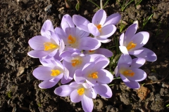Krokusse-3
