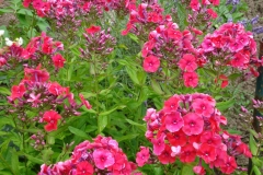 Phlox-2