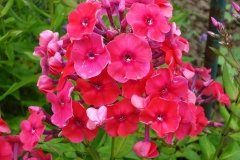 Phlox-2014