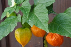Physalis-2