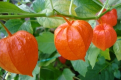 Physalis-2014