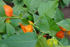 Physalis-3