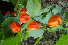 Physalis-4