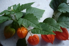 Physalis-5