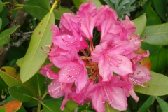 Rhododendron-2014