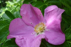 Roa-rugosa-3