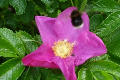 Roa-rugosa-4