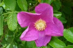 Rosa-rugosa-2