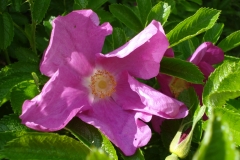 Rosa-rugosa-2015