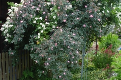 Rosenhecke-4-2014
