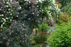 Rosenhecke-5-2014