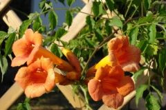 Trompetenbaum-1.-Blüte-2015